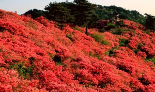 杜鹃花海在哪里 杜鹃花海在哪里吉林