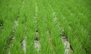 禾苗是什么植物（禾苗是什么植物类群）