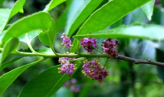 冬青花的花语和寓意 冬青花的花语和寓意和象征