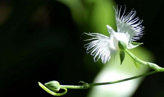 白鹭花的花语寓意及其传说（白鹭花的花语寓意及其传说和寓意）