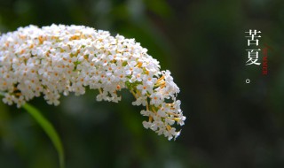苦夏是什么 夏油杰说的苦夏是什么