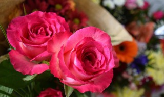 玫瑰花期（玫瑰花期到了什么意思）