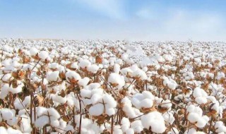 关于新疆棉花的6个事实 关于新疆棉花的问题
