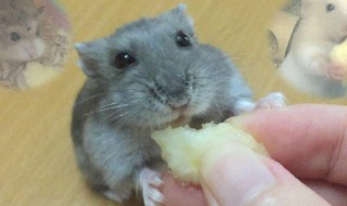 黑线仓鼠饲养方法