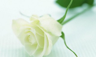 白玫瑰花语是什么意思（香槟玫瑰花语是什么意思）