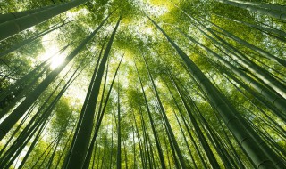 米竹怎么分株（米竹怎么分株图解）