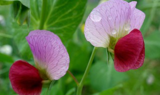 豌豆尖花的介绍 豌豆尖花的介绍和特点