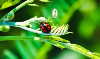 惊蛰寓意好吗 惊蛰的含义