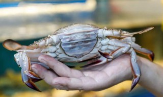 怎么用螃蟹给宝宝做辅食视频 怎么用螃蟹给宝宝做辅食