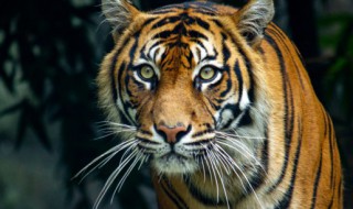 老虎的天敌 老虎的天敌是什么动物