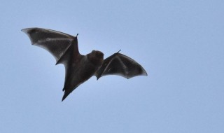 蝙蝠是靠什么飞行的 蝙蝠是靠什么飞行的?