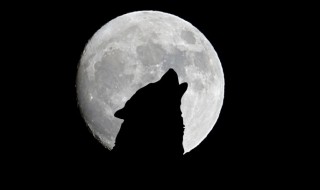 月圆之夜狼为什么会叫（月圆之夜的狼）