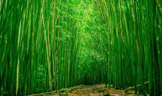 竹荪是竹子的什么部位（竹荪是哪个部位）