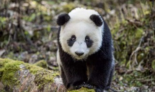 大熊猫新亚种是哪里的大熊猫（大熊猫新亚种是哪里的大熊猫呢）