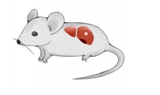 什么是裸鼠 什么是裸鼠?裸鼠在实验室中的应用有哪些?