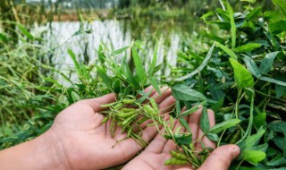 野韭菜能吃吗（野韭菜能吃吗有啥复做用吗）