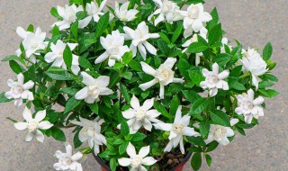 栀子花可以吃吗（栀子花可以吃吗有什么功效）