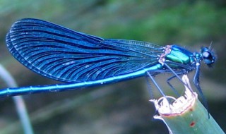 蓝色的蜻蜓稀有吗 蓝色蜻蜓少见吗