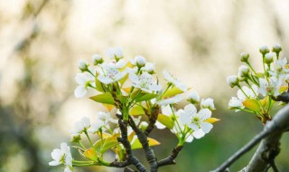 梨花落后二清明是什么季节 梨花落后二清明的出处