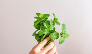 薄荷的功效与作用及食用方法（新鲜薄荷的功效与作用及食用方法）