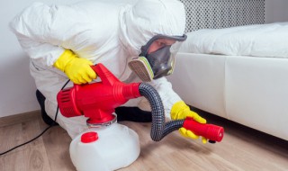 怎么清理家里的蚂蚁 怎么清理家里的蚂蚁最有效
