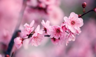 梅花放在家里风水好吗（梅花放在家里风水好吗视频）