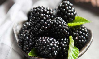 食用黑莓的禁忌 吃黑莓的禁忌