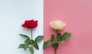 白玫瑰不能随便送人的原因是什么 白玫瑰为什么不能送人