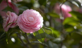 山茶花养殖的禁忌 山茶花养殖条件