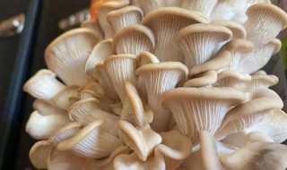 凤尾菇的食用禁忌 凤尾菇能吃吗?