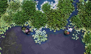 浮萍怎么清除（藕池里的浮萍怎么清除）