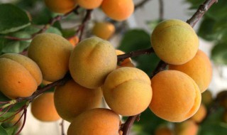 杏子的营养价值（杏子的营养价值和功效与作用禁忌）