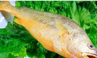 黄鱼的营养价值 深海小黄鱼的营养价值