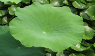 荷叶泡水喝的功效与作用 茯苓荷叶泡水喝的功效与作用