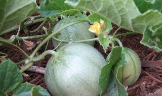 香瓜的营养价值（香瓜的营养价值与食用功效）