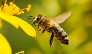 关于蜜蜂的知识 关于蜜蜂的知识有哪些?