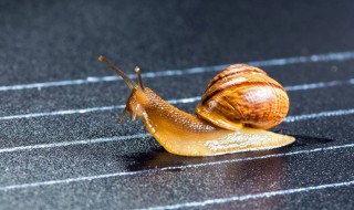 蜗牛是怎么进化成的