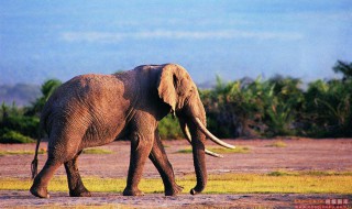 为什么大象用鼻子吸水不会被呛到 为什么大象用鼻子吸水不会被呛到呢