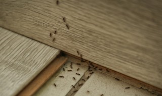 蚂蚁怎么消灭用什么药 树上蚂蚁怎么消灭用什么药