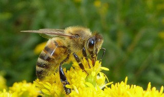 有关蜜蜂的知识 有关蜜蜂的知识有哪些三年级