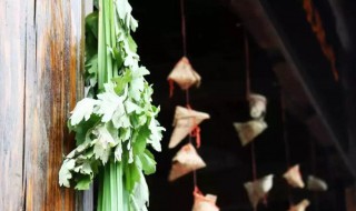 为什么端午节挂菖蒲（端午节为什么挂菖蒲和艾草）