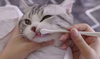猫刷牙的正确方法（猫刷牙的正确方法图片）