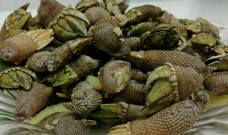 佛手螺是什么东西（佛手螺 百科）