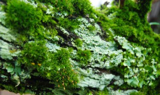 青苔可以吃不（青苔真的可以吃吗）