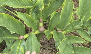 魔芋种植注意事项