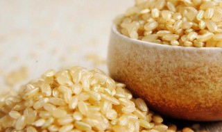糙米饭的功效与禁忌 糙米饭的功效与禁忌有哪些