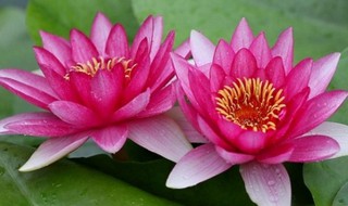 并蒂莲有什么讲究（并蒂莲很少见吗）