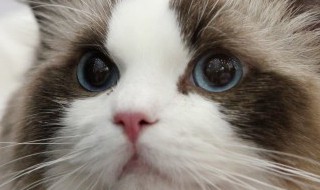 猫减肥食谱（猫咪减肥吃什么）