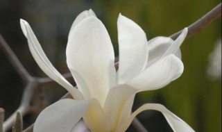 玉兰花可以吃吗 玉兰花可以吃吗怎么吃