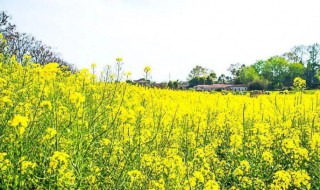 油菜花可以吃吗 油菜花可以吃吗图片